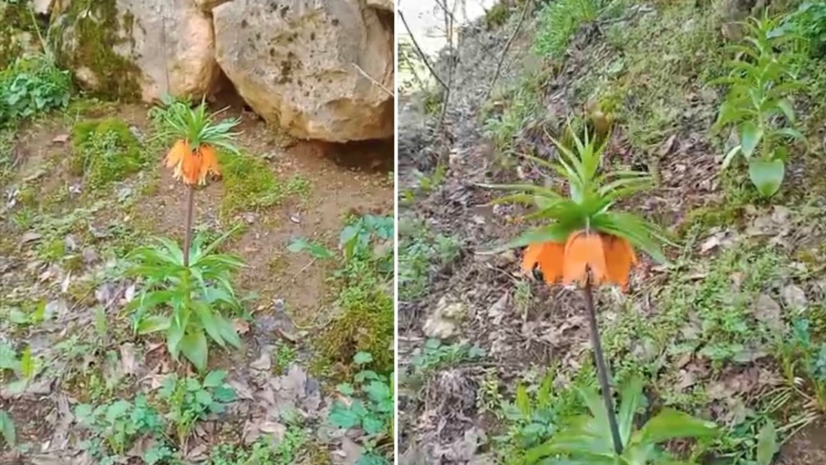 Amed de Cezaya çînayîşê na vilike 577 hezar lîra ya