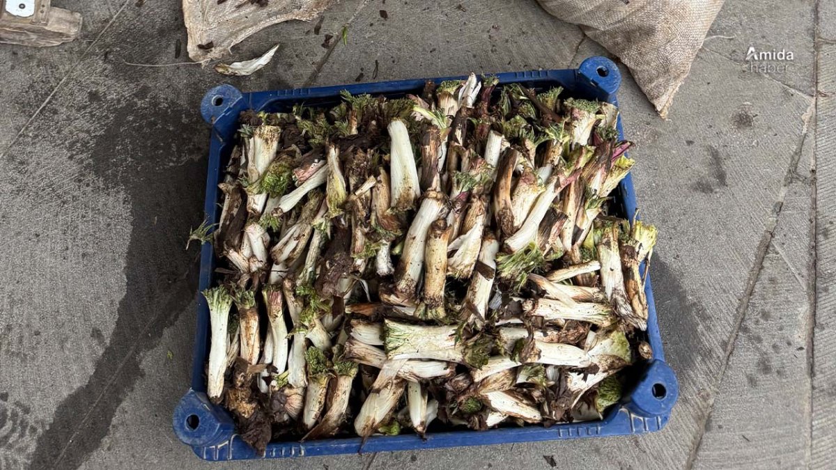 Amed de kengerî vejîyayî: kîloyê ci 250 lîra