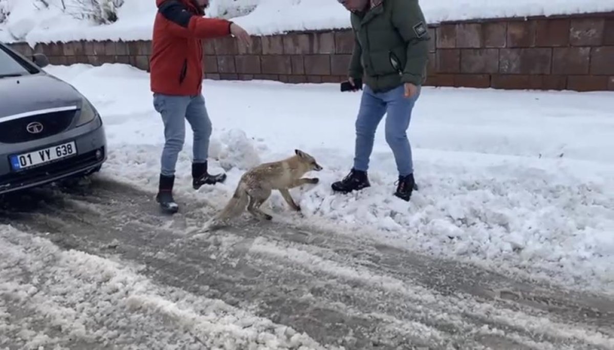 Çewlîg de lûya veyşane amey sûke 