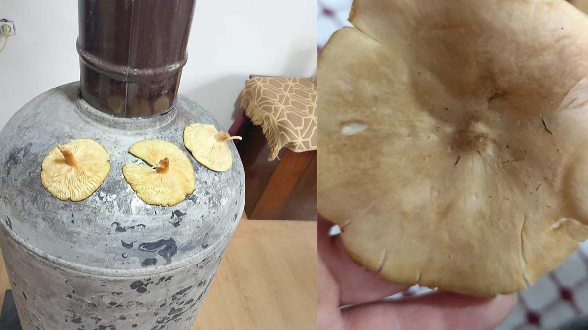 Amed de arêdayîşê kilawekan dest pêkerd