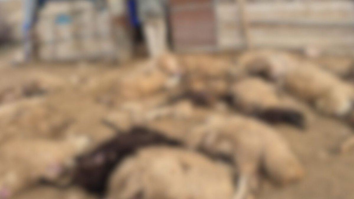 Dêrsim de tersê vergan: 64 mêşnayî murdar bîyî